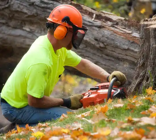 tree services Twin Valley